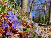 10 Sul sent. 505- Hepatica nobilis (Erba trinità)